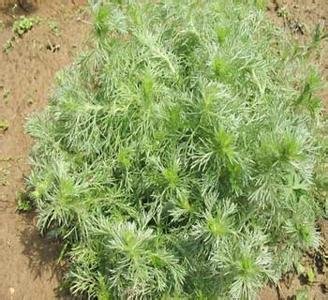 茵陈的功效与作用