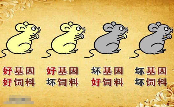 北京卫视养生堂视频20141118:王化虹讲导致肥胖的原因,肠道健康