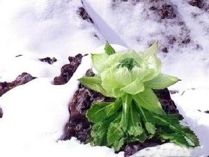 天山雪莲的功效与作用及禁忌