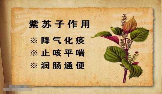 北京卫视养生堂视频20141124:王玉英讲紫苏的功效与作用,紫苏