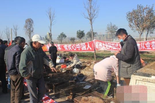 河南救狗僵持战落幕