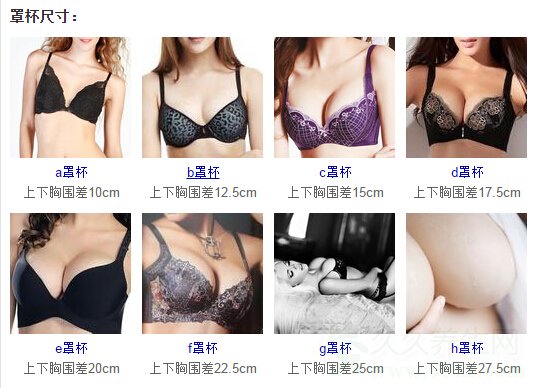 胸罩罩杯大小示意图