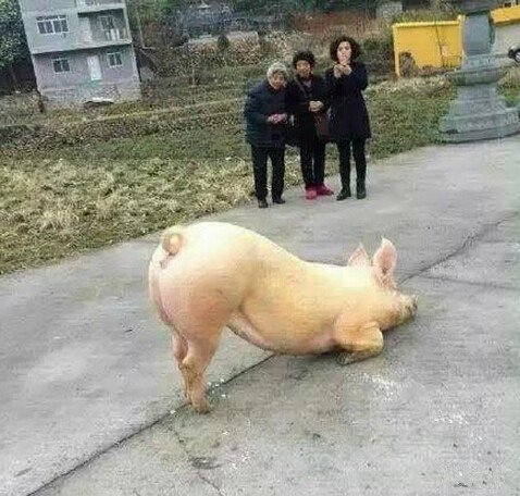 Ժ
