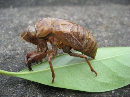 蝉衣的功效与作用