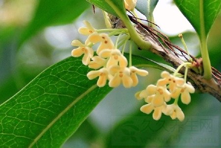 桂枝的功效与作用