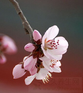 春分是哪一天 春分有哪些习俗?