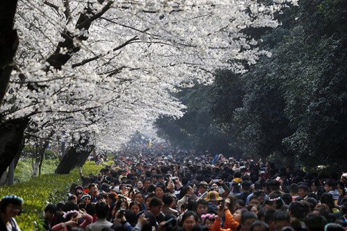 游客挤爆武大赏樱花