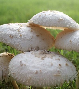 春季饮食养生 春季对抗流感吃18种食物