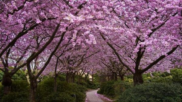 日韩争樱花起源地