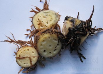 藕节的功效与作用