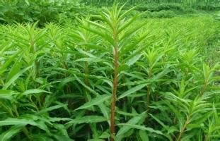 赶黄草的功效与作用