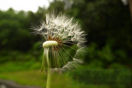 蒲公英泡水喝的功效