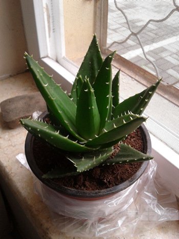 多肉植物怎么养护