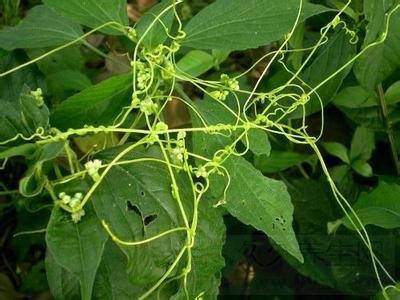 菟丝子的功效与作用