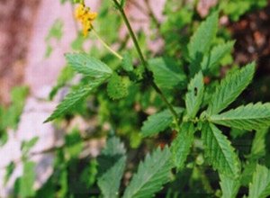 中药仙鹤草的作用