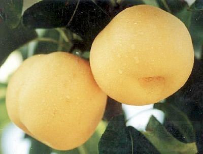 ʹʲôˮ