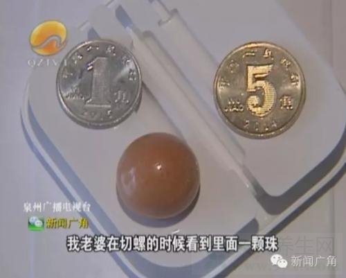 黄螺吐出龙珠