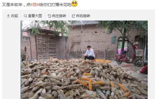 大衣哥回家扒苞米