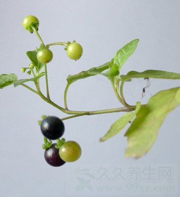 龙葵的功效与作用 如何治疗龙葵的毒性呢?