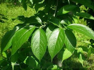 如何鉴别杜仲茶_鉴别杜仲茶的方法