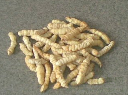 冬虫夏草的鉴别方法