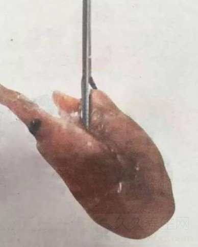 ڵϺ