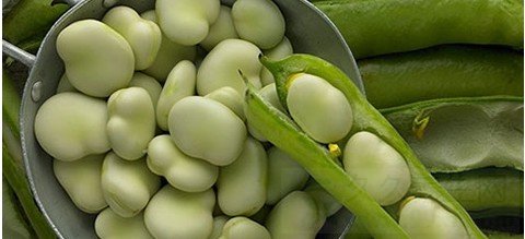 蚕豆病是什么引起的