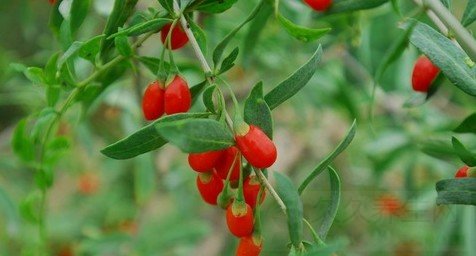 新鲜枸杞能吃吗