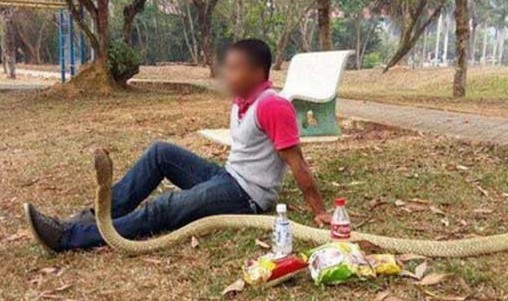 泰国男子与眼镜蛇每日野餐谈心 只因是女友转世