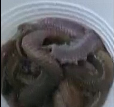 法国男子活吞1000只蚯蚓 喝啤酒冲下肚