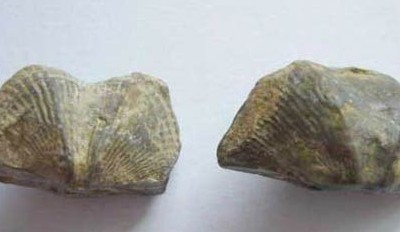 ʯĹЧ