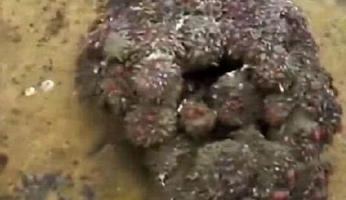 男子森林捡到一块奇石 切开后惊呆所有人