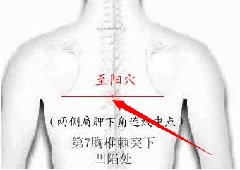 至阳穴的准确位置图