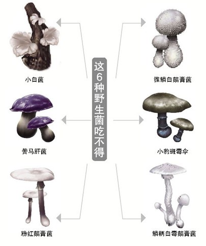 6Ұǧ